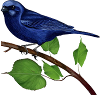 a blue bird on a branch 